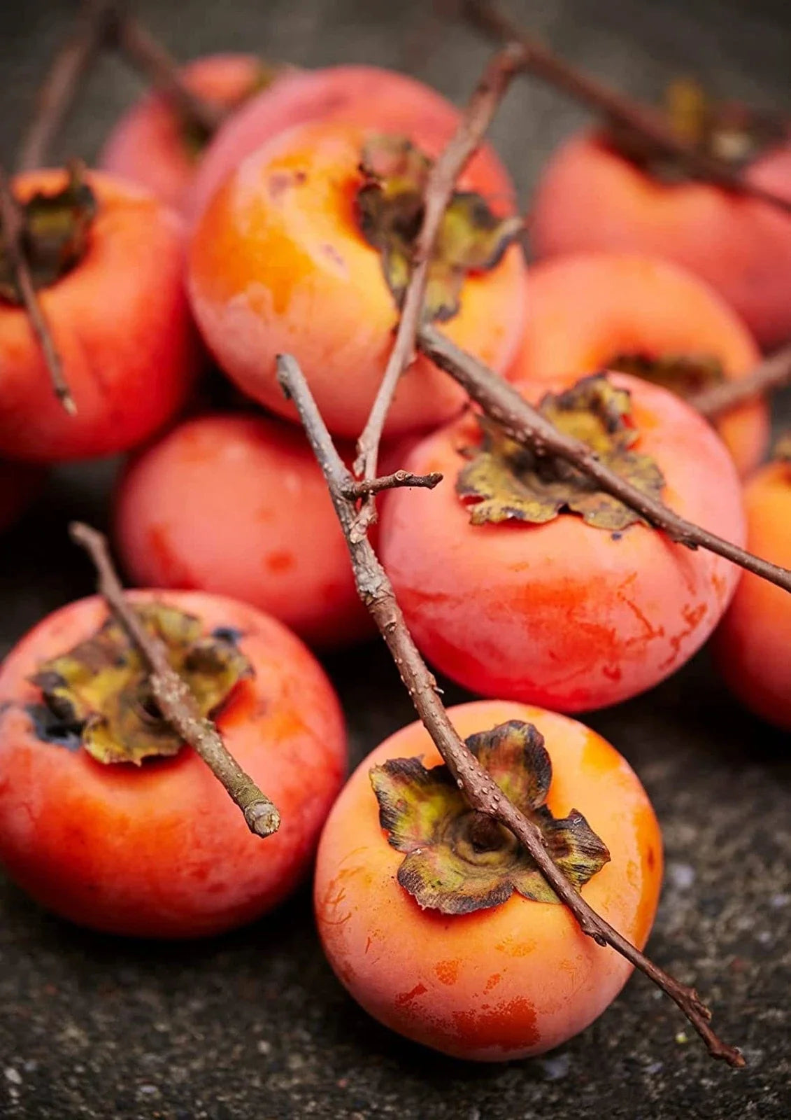 Persimmon Tree Seeds - 50 Seeds - Diospyros virginiana - Outdoor Deciduous Tree for Garden & Orchard