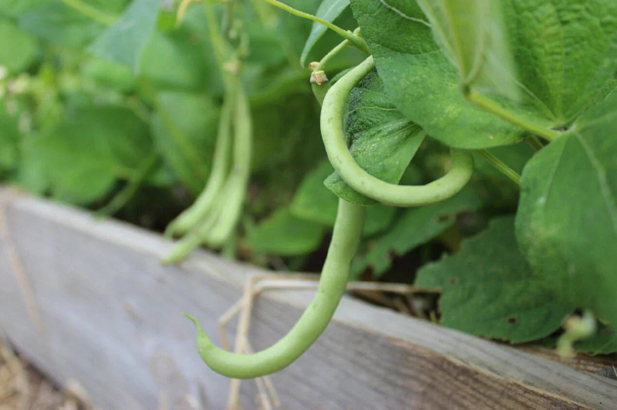 Contender Bush Green Bean Seeds NON-GMO Early Harvest Stringless Phaseolus vulgaris