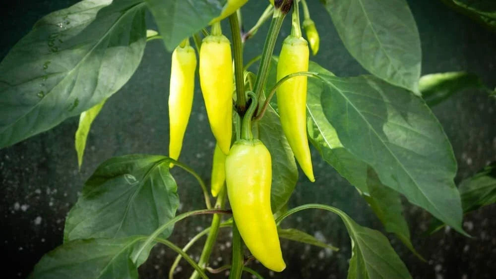 Banana Pepper Seeds 100 Count | Yellow Sweet Pepper for Cooking & Seasoning | Capsicum annuum