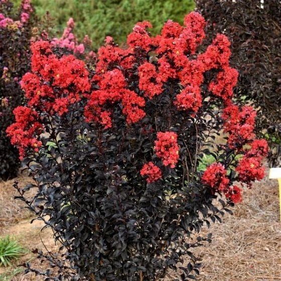Sunset Magic Cape Myrtle Seeds - 20 Perennial Lagerstroemia indica Flower Seeds