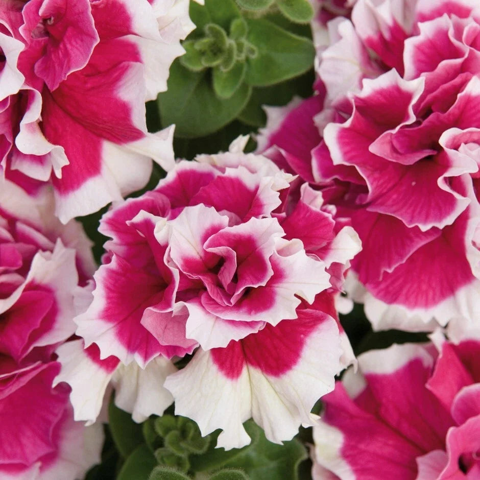 Double Pink White Petunia Seeds | Petunia × atkinsiana Flower Seeds for Gardens & Containers | 50 Seeds