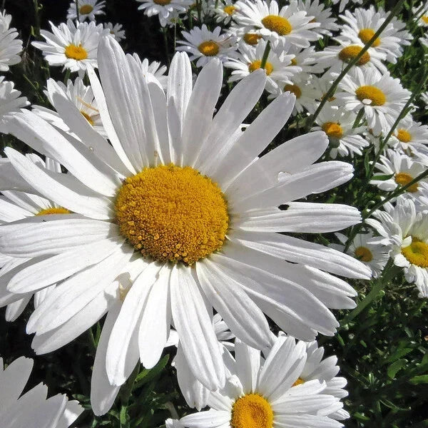 Alaska Shasta Daisy Seeds - 200 Organic Perennial Seeds - Leucanthemum × superbum