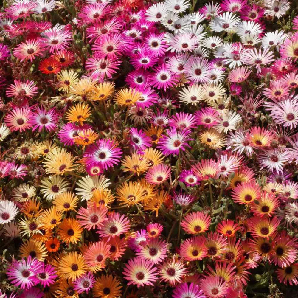Ice Plant Mix Seeds - Livingstone Daisy - Drought-Tolerant Succulent Seeds