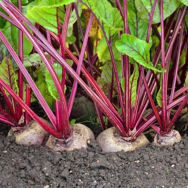 Beet Seeds - Heirloom Detroit Dark Red Ruby Red - Beta vulgaris, Non-GMO, Pesticide-Free, Ideal for Home Garden Planting