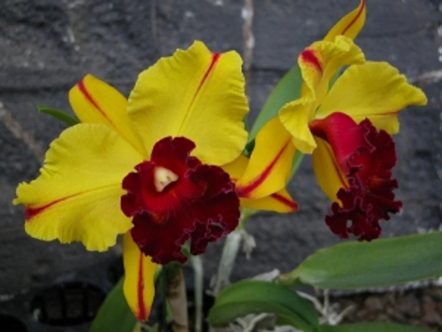 Cattleya Orchid Plant Rlc. Toshie Aoki 'Pizazz' AM/AOS in 2.5" Pot - Bright Yellow Blooms