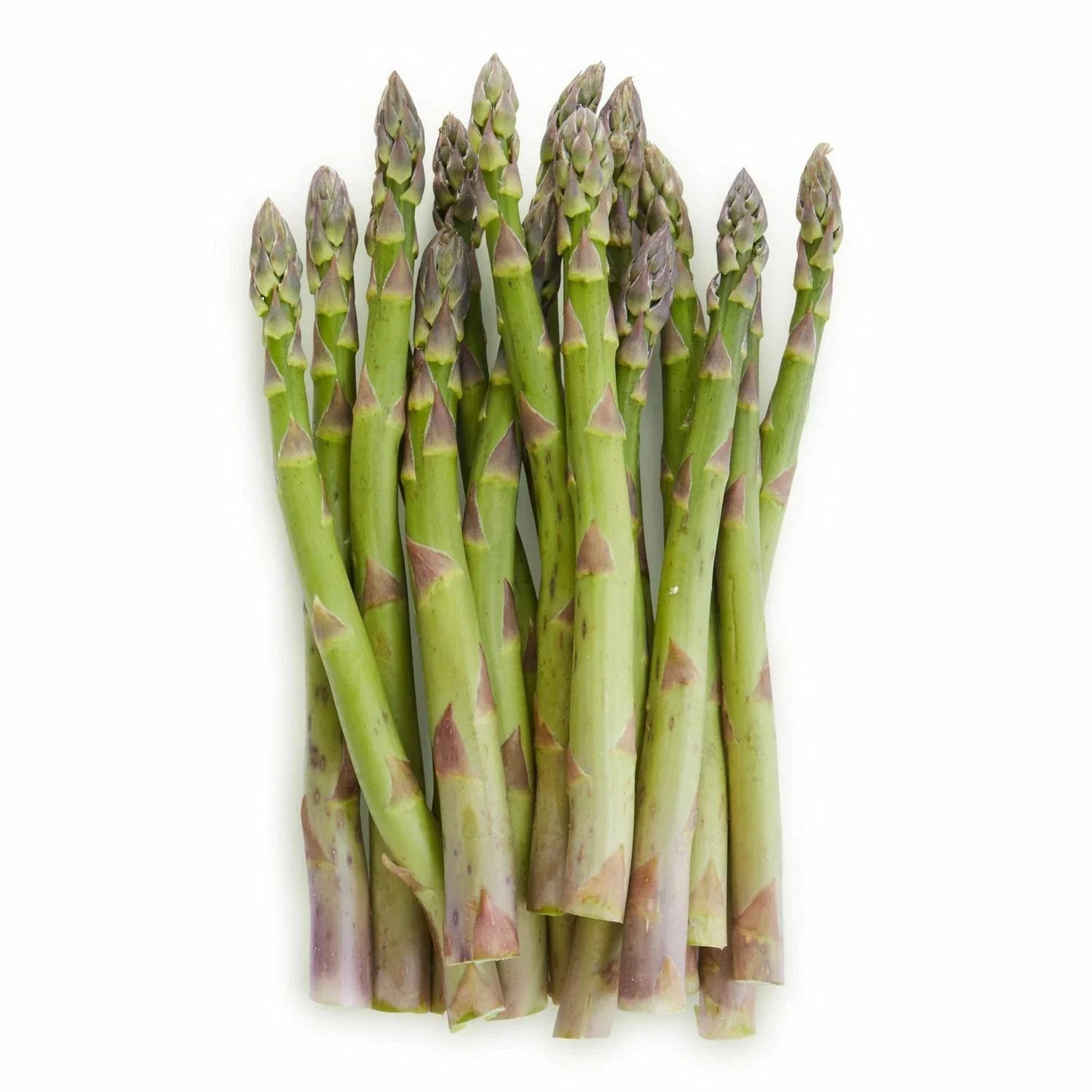 Mary Washington Asparagus Seeds | Non-GMO Heirloom Asparagus officinalis