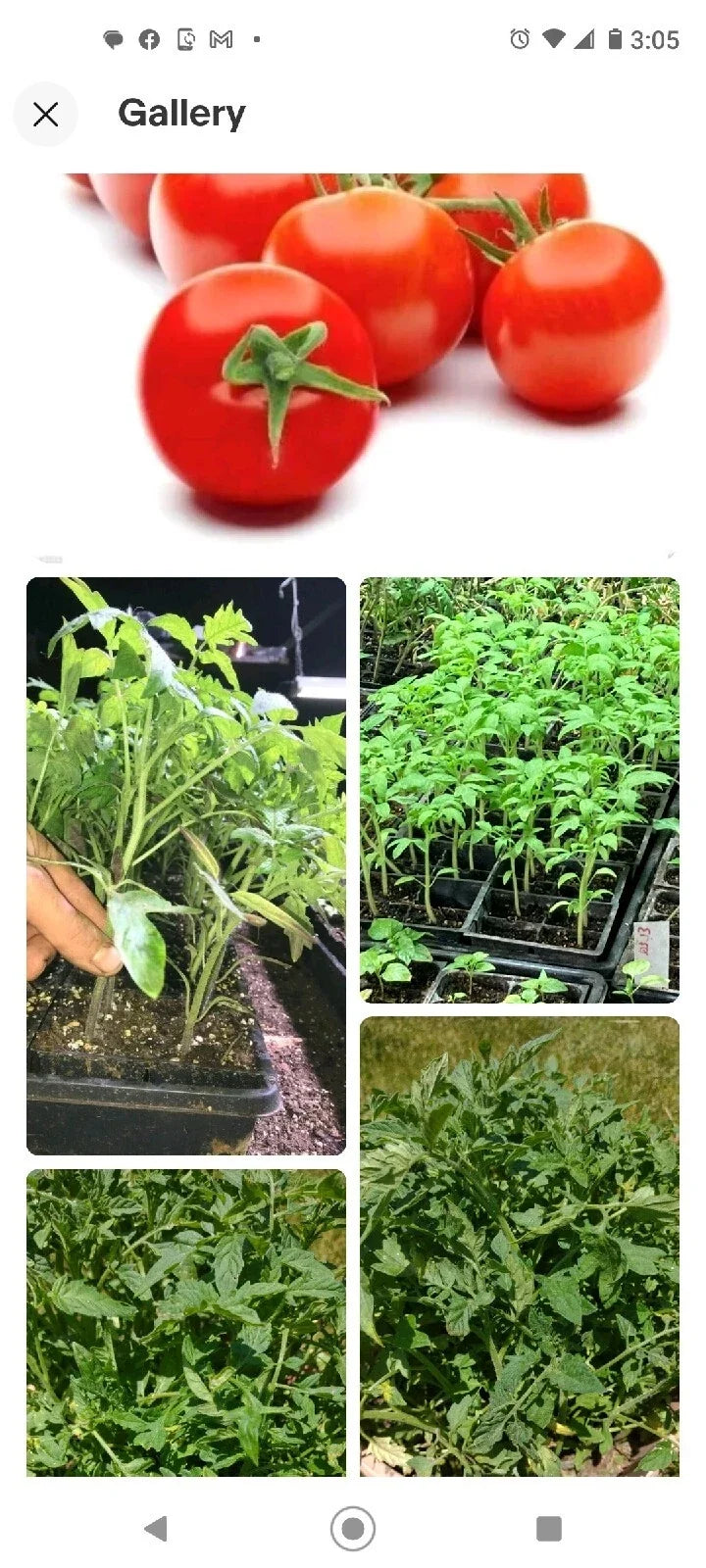 Tomato Seeds Campari Organic Non-GMO Heirloom Vegetable Solanum lycopersicum - 50 Seeds