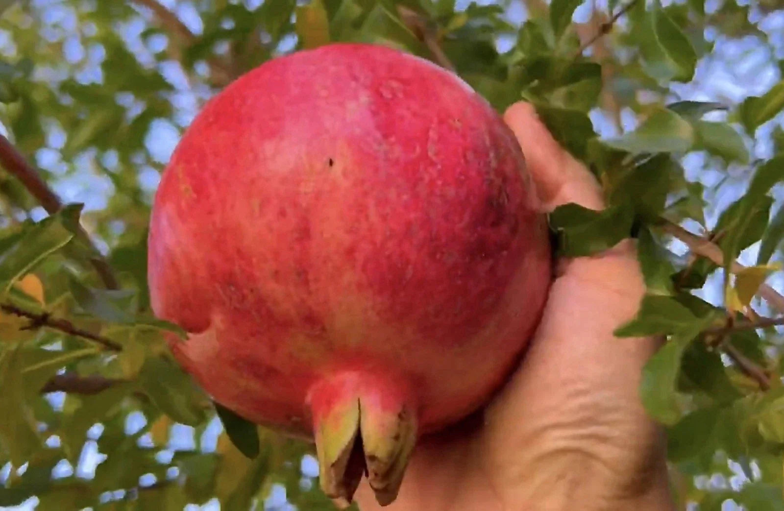 Organic Salavatski Pomegranate Unrooted Cuttings – 6 Fresh 6-Inch Long, Edible Fruit, Garden Plant, Punica granatum 'Salavatski'