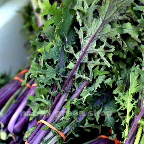 Red Russian Kale Seeds Organic Non-GMO 500 Count Brassica oleracea