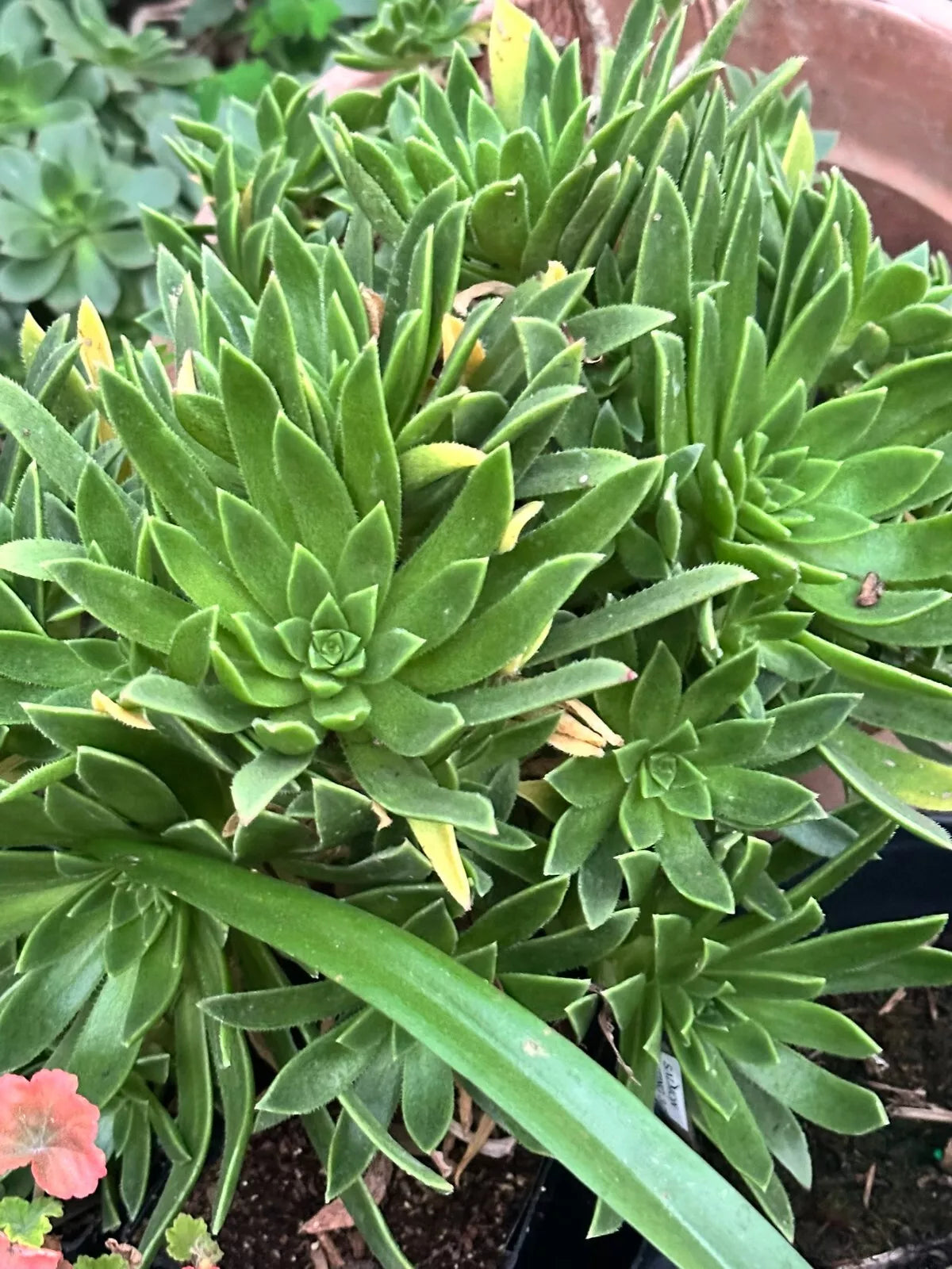 Succulent Plant 2" Aeonium Simsii Green with Rosette, Live Bare Root Succulent, Indoor or Outdoor Garden Plant