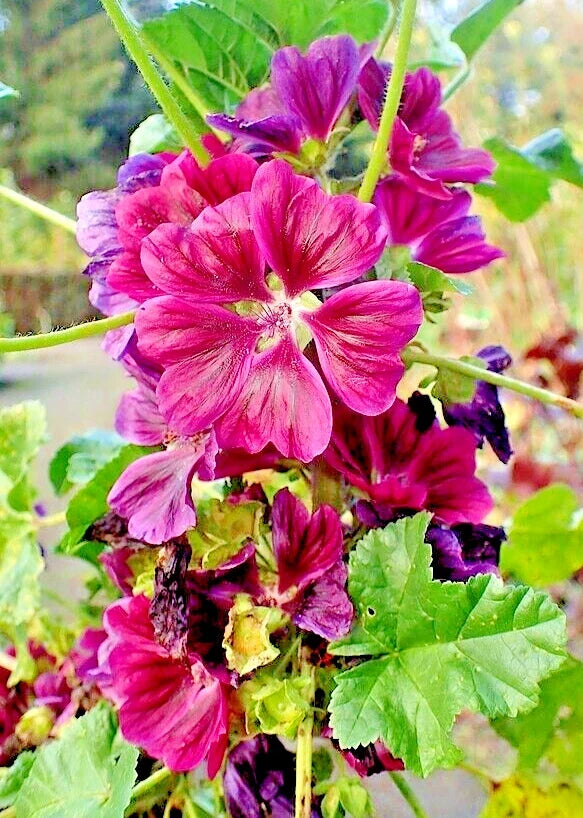 Red Malva Sylvestris var Mauritiana Rosea Seeds - 50 Pack, Pink Flowers, Drought-Tolerant, Garden Border, Malva sylvestris