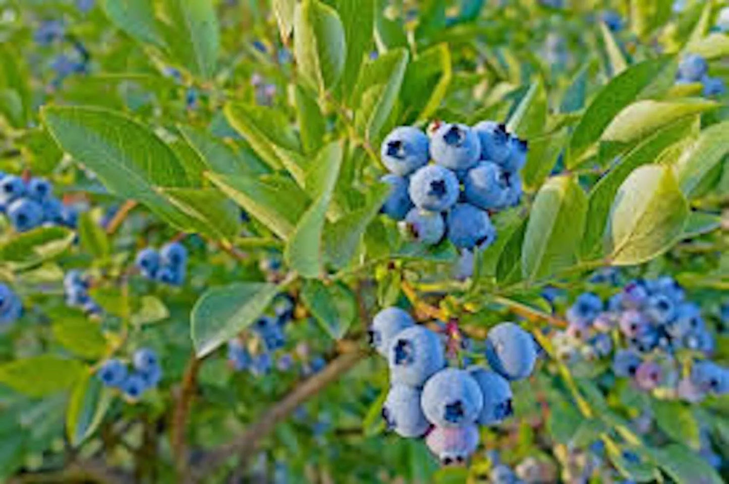 Dwarf Blueberry Plant 4-6 Inches Tophat Vaccinium angustifolium Edible Fruit Container Garden Starter Bush