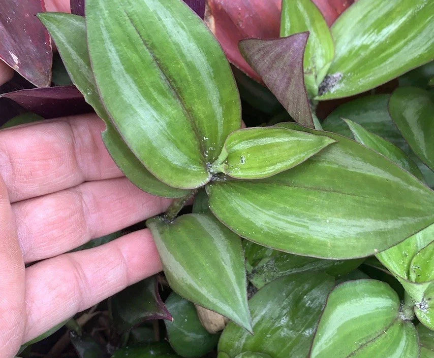 Wandering Jew Plant Cuttings - 20 Fresh Tradescantia Zebrina Green & Purple Foliage Propagation Material