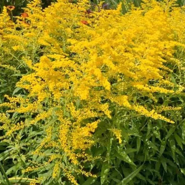 50 Organic Stiff Goldenrod Seeds - Solidago rigida Perennial - USA Grown