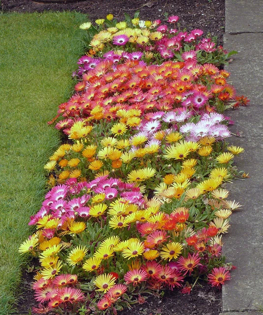 Livingston Daisy Ice Plant Seeds - Colorful Blooms, Night-Closing & Day-Reopening Flowers, Dorotheanthus bellidiformis, 100 Seeds