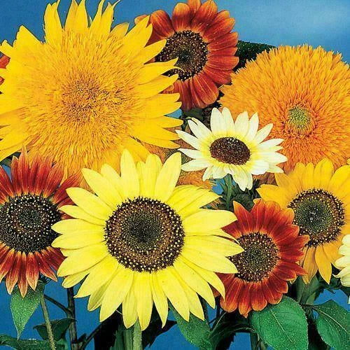 Bulk Sunflower Seeds Mix - 7 Varieties Non-GMO for Garden Planting, Helianthus annuus