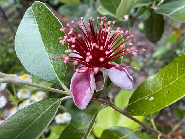 Pineapple Guava Tree Cuttings 4-Pack | Self-Fertile Edible Feijoa sellowiana | Cold Hardy Evergreen Plant