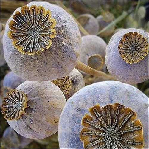 Exotic Poppy Seeds – Giant Papaver somniferum – Easy to Grow, Vibrant Flowers, Garden, Container, Cutting