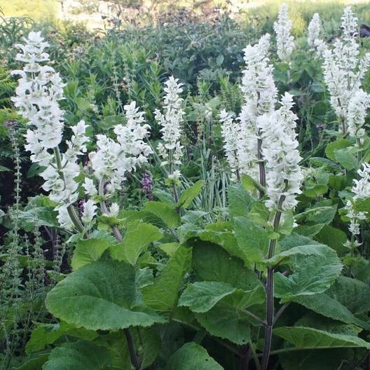Clary Sage Seeds Non-GMO White Swan Salvia sclarea Pollinator Attracting 200 Pack