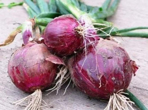 Fresh Red Burgundy Onion Seeds - Allium cepa, Non-GMO, Heirloom, 25 Pack for Home Garden, Bountiful Harvest, Free USA Shipping