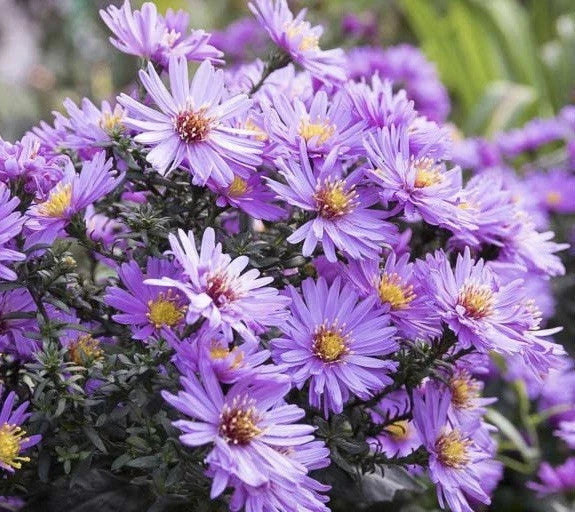 New England Aster Seeds 500 Pack | Aster novae-angliae Perennial