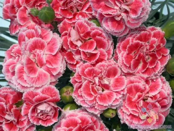 Coral Reef Carnation Seeds - 200+ Count, Dianthus caryophyllus, Garden Planting, Vibrant Flowers for Borders & Cut Flowers