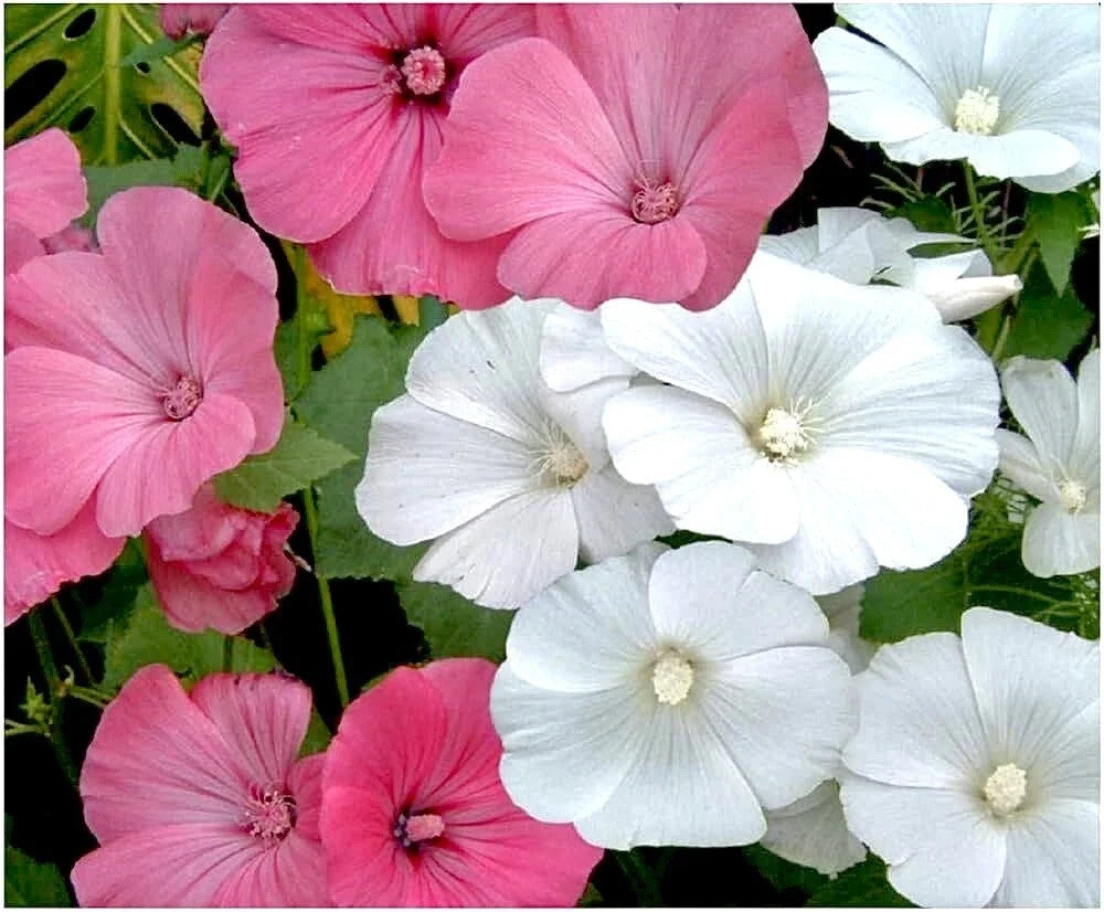 Rose Mallow Seeds Mixed - 30+ Pack, Pink & White Flowers, Hibiscus moscheutos, Garden Planting, Pollinator Attractant