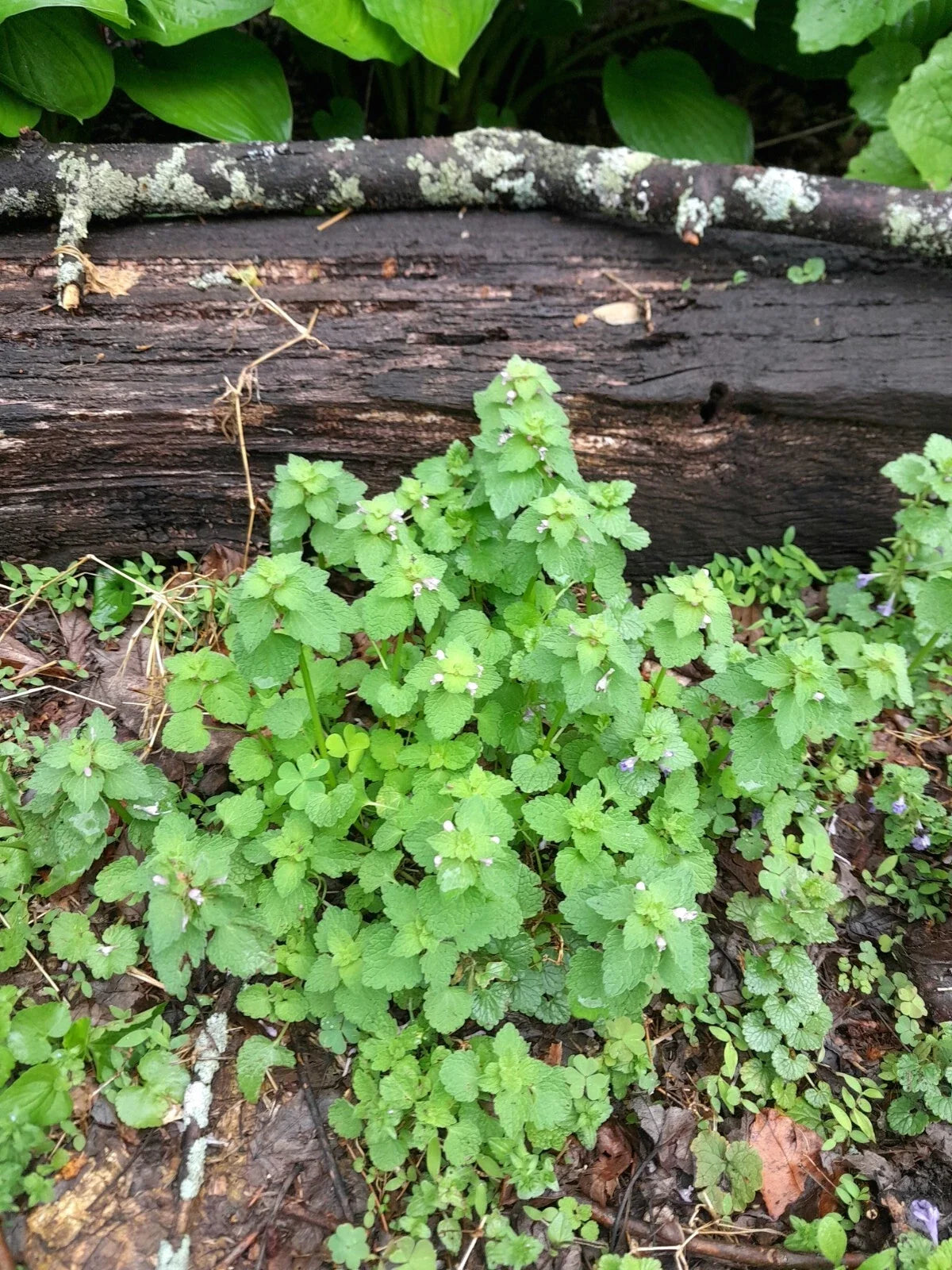 Live Purple Dead Nettle Plants 5-Pack Bare Root Lamium purpureum for Pollinators, Hardy, Easy to Grow