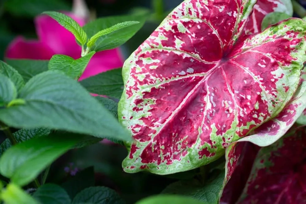 Caladium Bulbs - Sizzle Variety - Colorful Foliage in Red, Pink, Green - Caladium bicolor
