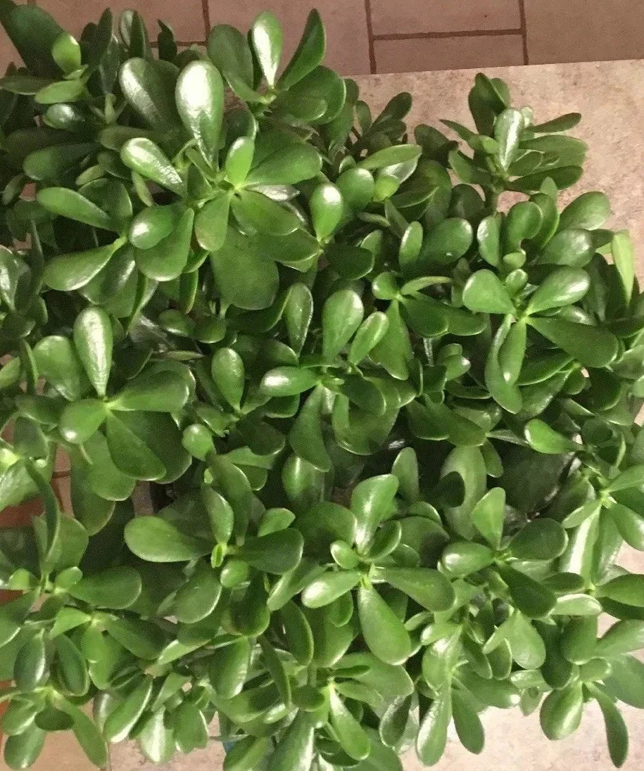 Jade Plant Cuttings 3-5 Inches, Crassula ovata, Succulent Money Plant, Lucky Plant Propagation, Indoor Outdoor Drought-Resistant