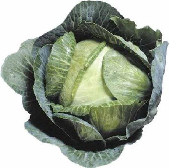 Cabbage Seeds - 2000+ Early Jersey Wakefield Heirloom NON GMO