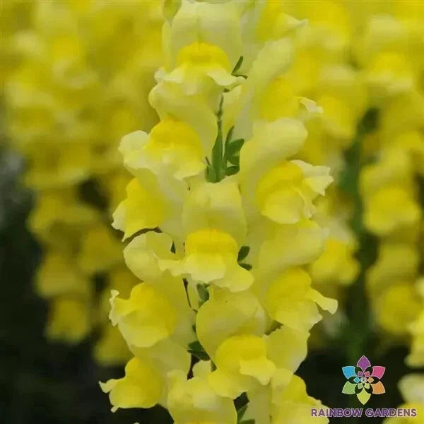 Potomac Yellow Snapdragon Seeds - 1000+ Pack, Antirrhinum majus, Yellow Flowers, Garden Planting, Annual, Full Sun, Easy to Grow