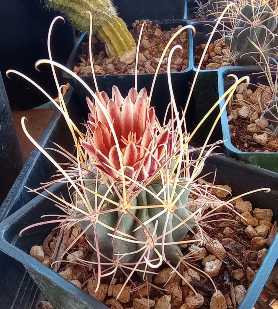 Mini Cactus Plant - Sclerocactus uncinatus wrightii - Cold Hardy Succulent with Long Hook Spines - Desert Indoor Outdoor Plant