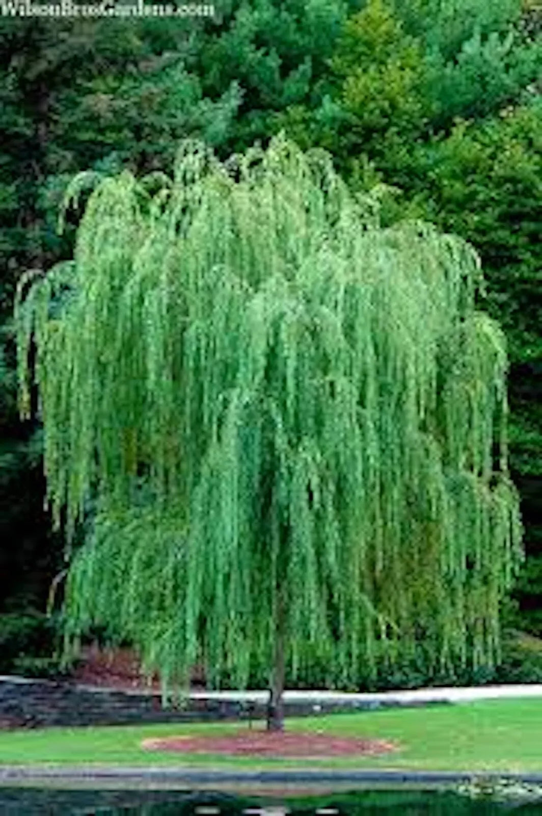 Bright Green Weeping Willow Tree Bare Root Salix Babylonica 14-24in for Landscape, Moist Soil, Cold-Hardy