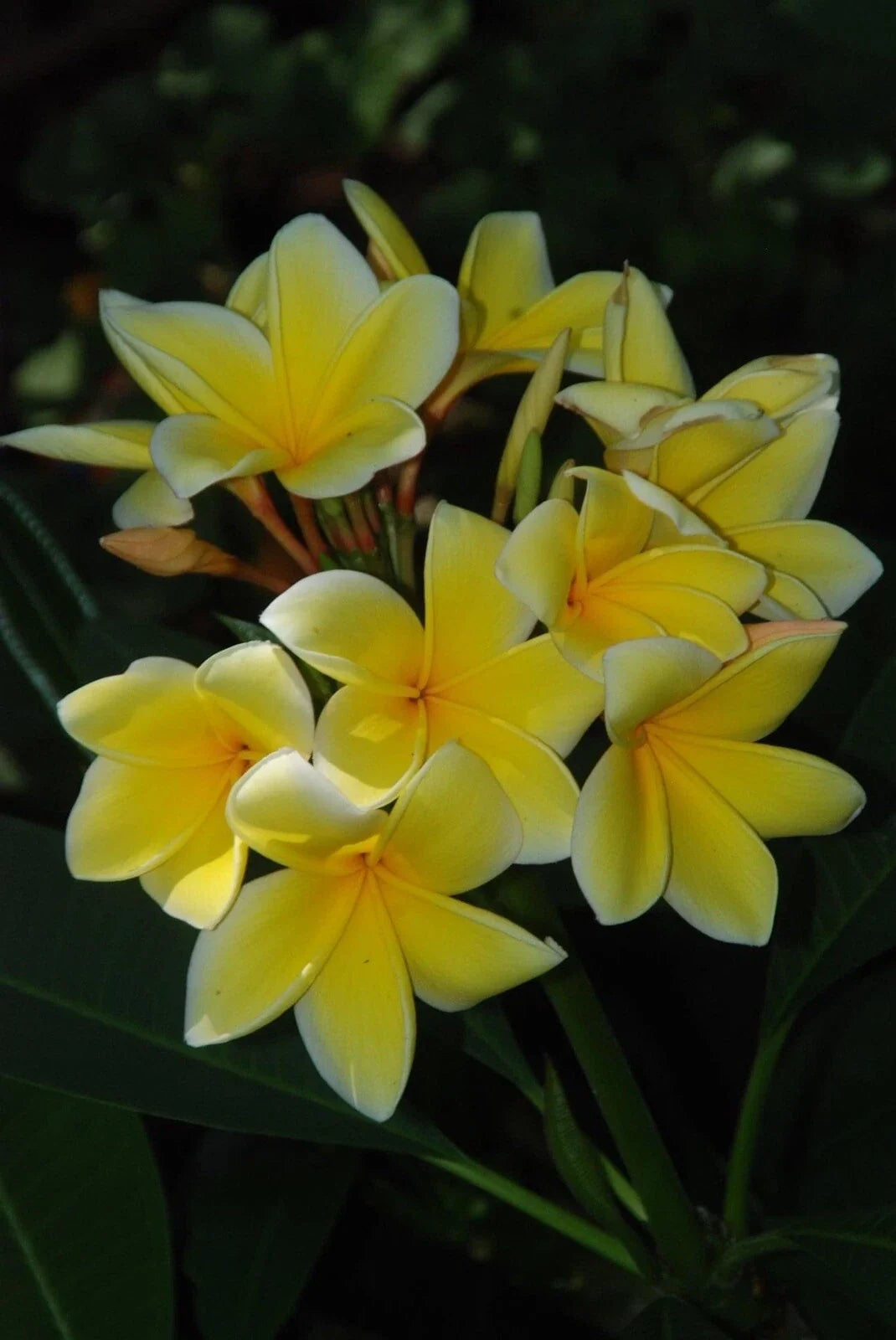Rooted Plumeria Cutting 12-15 Inches Florida Grown Tropical Frangipani Plant