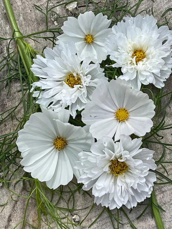 White Cosmos Seeds - 200+ Count - Garden Planting - Cosmos bipinnatus - White Flowers - Attracts Pollinators