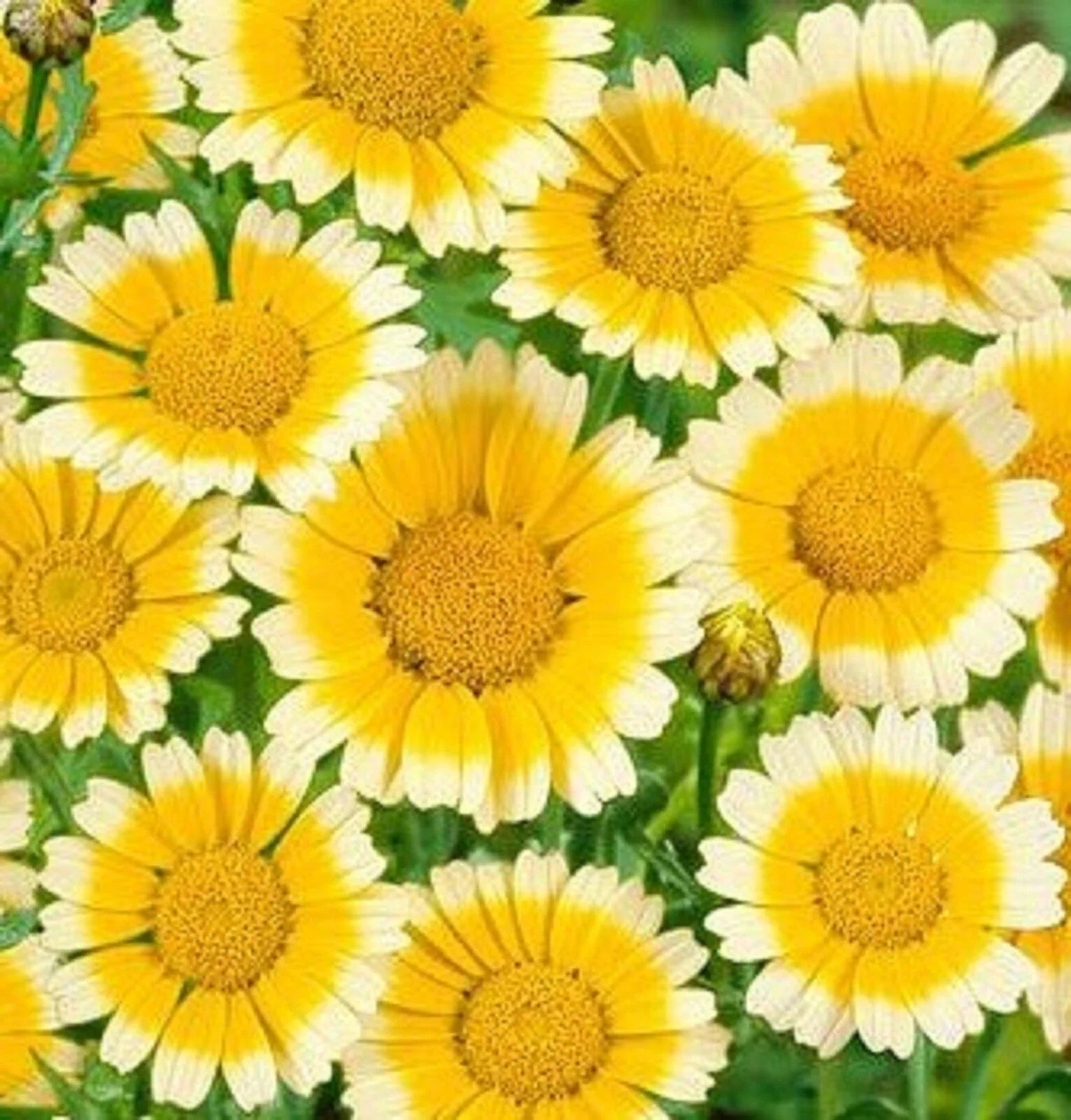 Garland Daisy Seeds 200 Pack Bright Yellow Flowers Bellis perennis Annual Garden Seeds