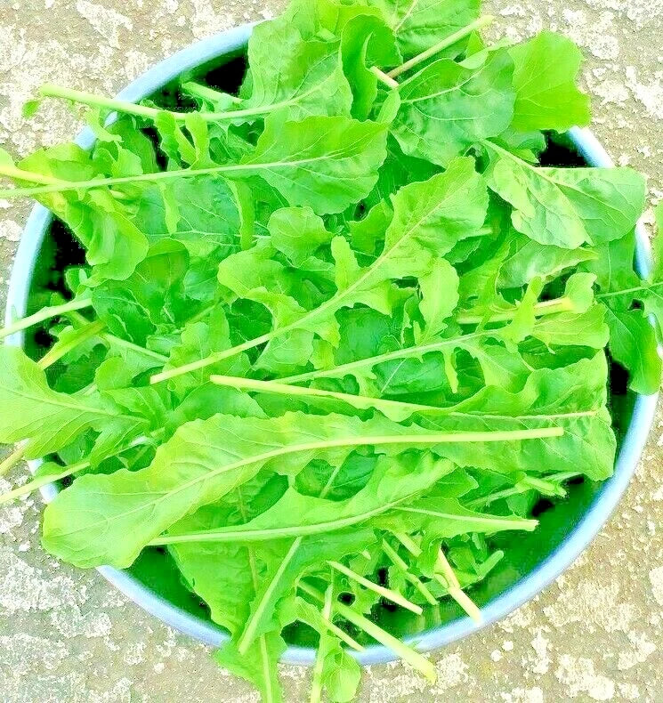 Arugula Seeds - 2500+ Non-GMO Microgreens for Salad Greens - Eruca sativa Vegetable Garden Seeds