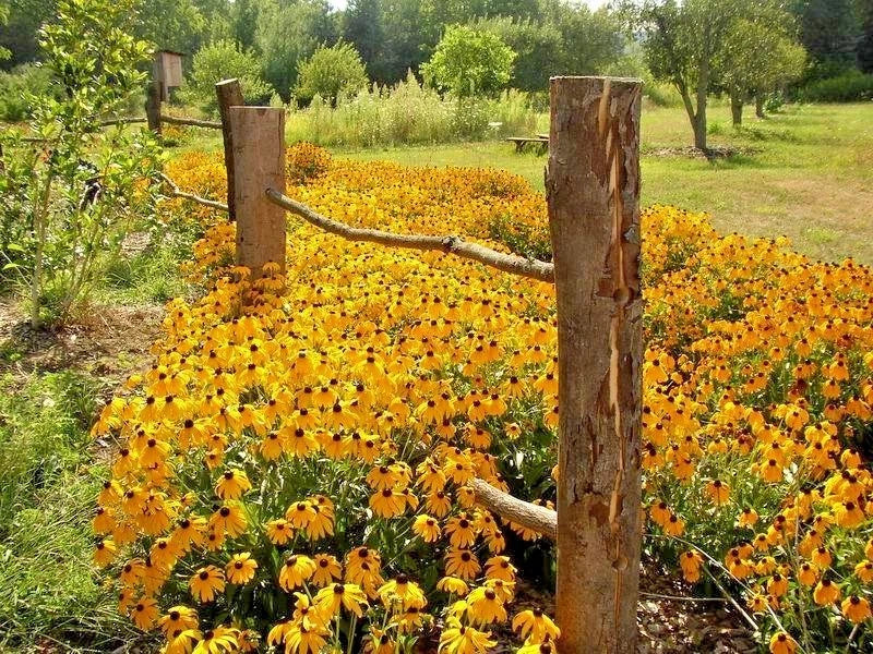 Black Eyed Susan Flower Seeds 1/2oz Perennial Wildflower Drought Tolerant Rudbeckia hirta for Garden, Landscaping