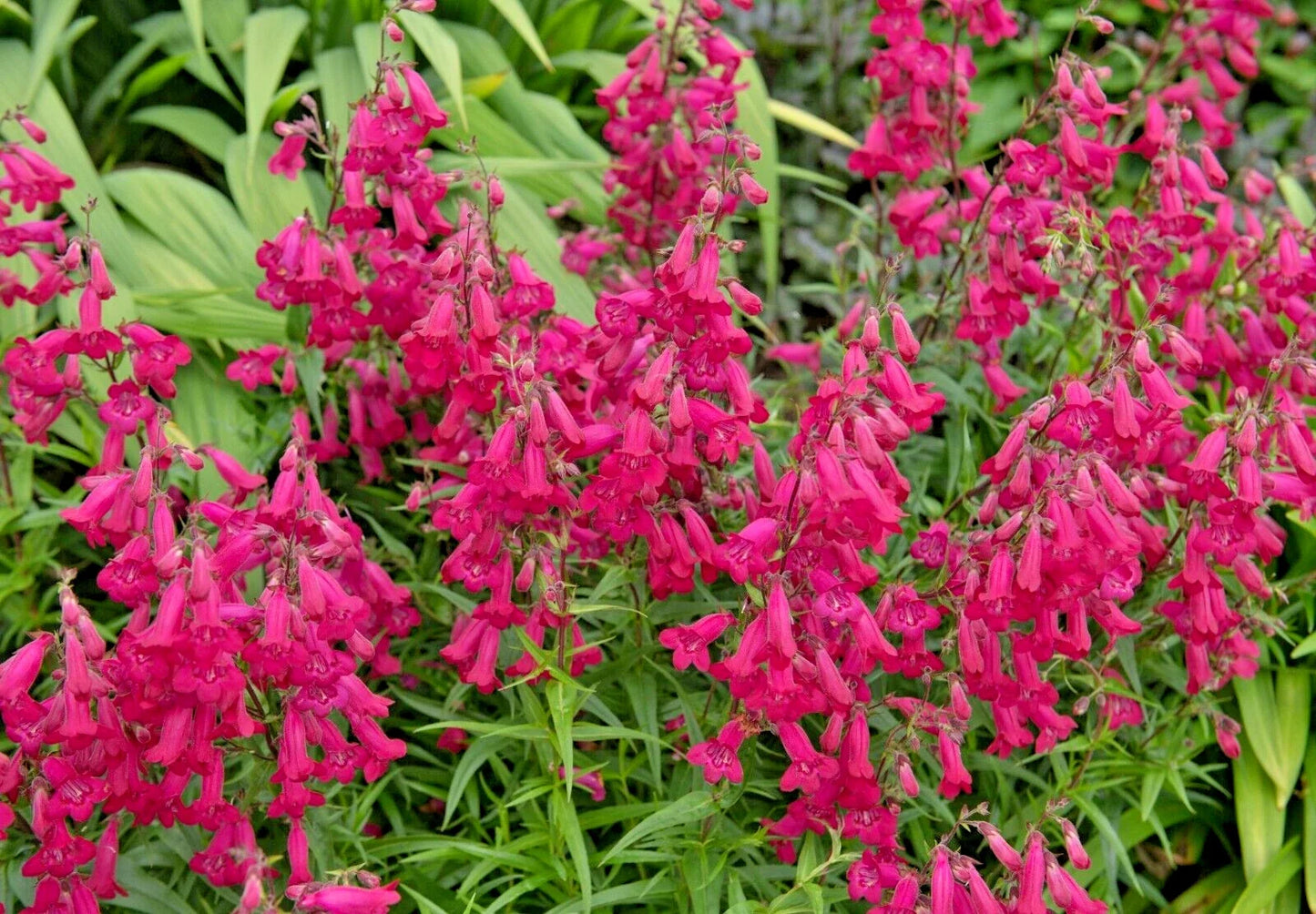 Penstemon Seeds Neon Scarlet 150 Count, Penstemon barbatus, Easy to Grow, Vibrant Red Blooms, Pollinator Attracting