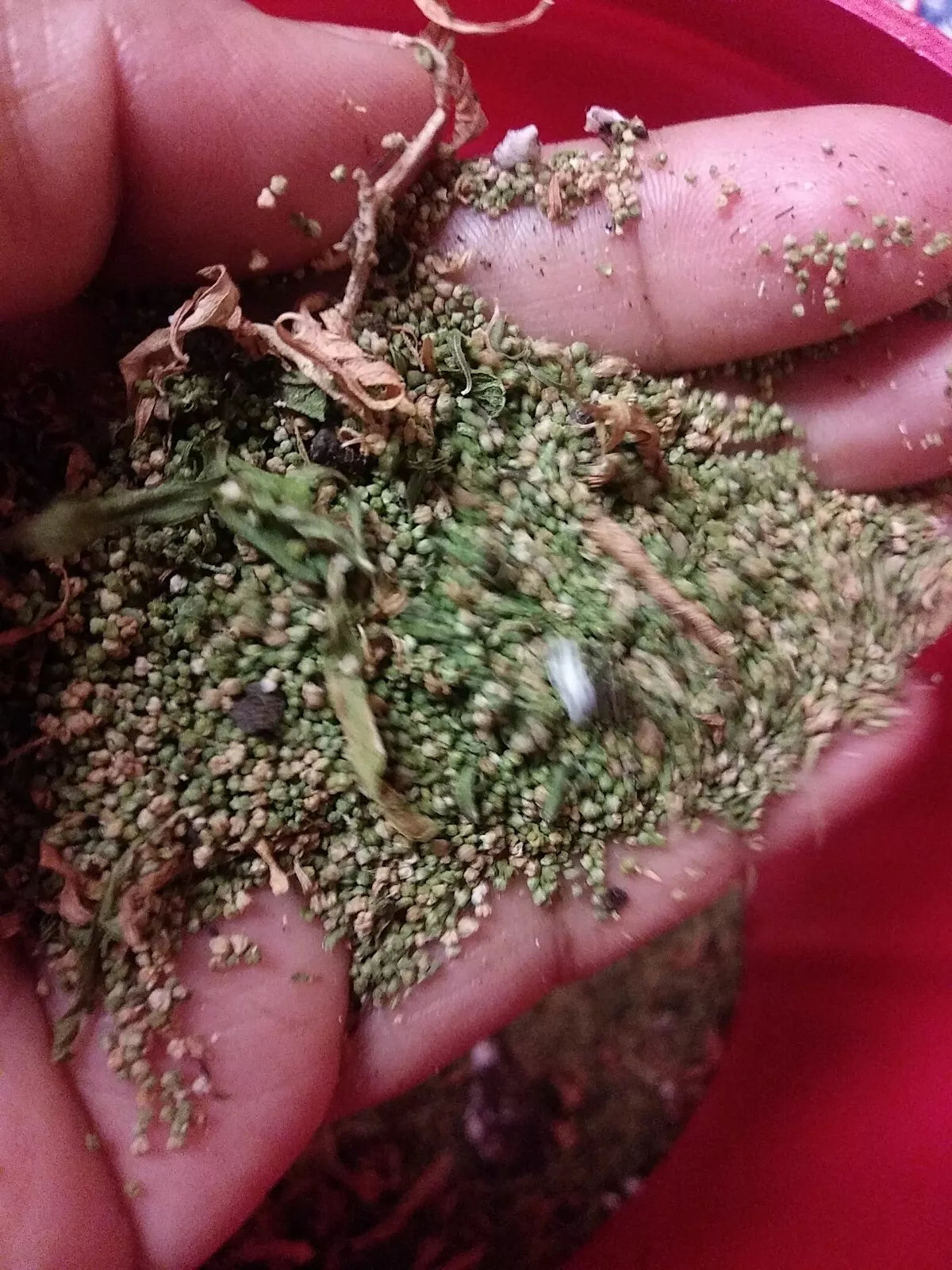 Organic Epazote Seeds 1 Gram - Chenopodium Paico - Over 5,000 Seeds for Culinary and Medicinal Use