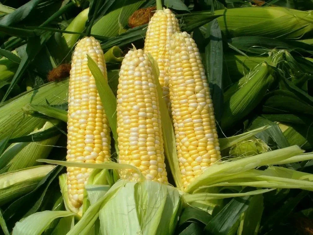 Organic Peaches & Cream Corn Seeds - Non-GMO Sweet Corn - 30 Count