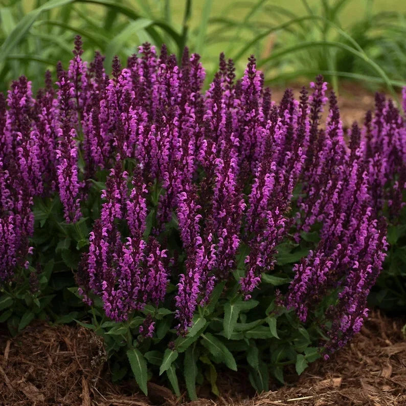 Bumbleberry Salvia Seeds - Perennial Butterfly Garden Flowers - Salvia nemorosa 'Bumbleberry' - 50 Seeds