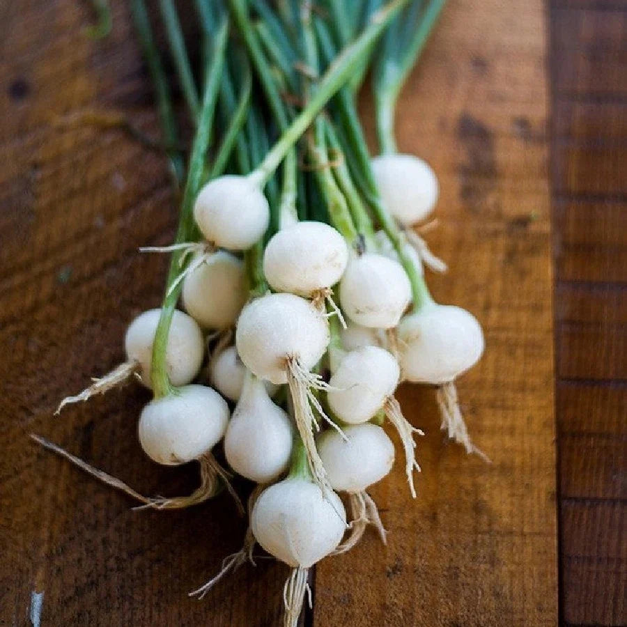Crystal White Wax Pearl Onion Seeds - Allium cepa Vegetable Seeds for Pickling & Cocktails, High Yield, Small Round Onions