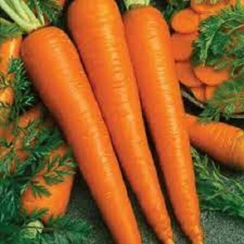Organic Heirloom Imperator 58 Carrot Seeds - Sweet & Tender, Non-GMO, Home Garden, Fresh Seeds, Daucus carota subsp. sativus