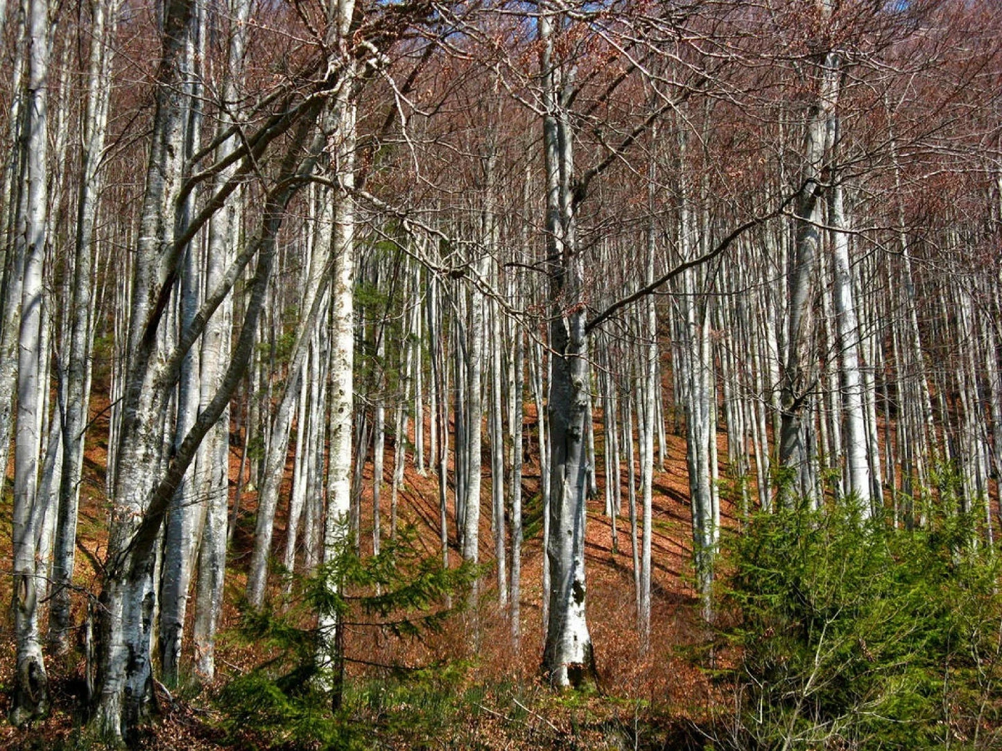 Silver Birch Seeds Betula pendula Fast Growing Tree 100+ Seeds for Landscaping & Ornamental Gardens