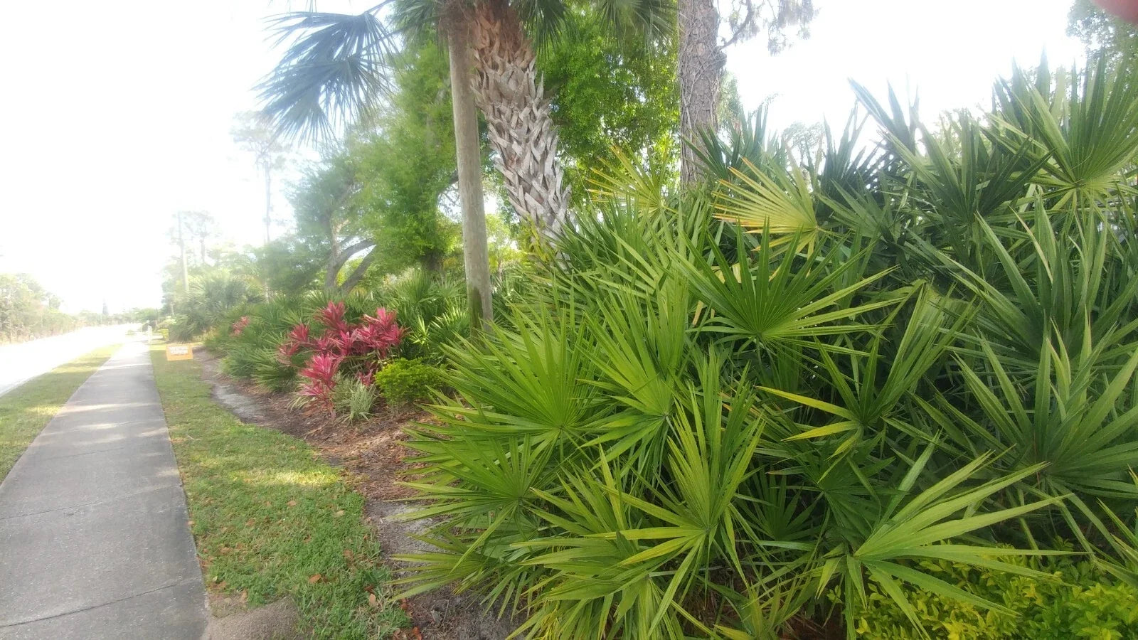 Florida Sabal Palmetto Palm Tree - Rooted 12-18 Inch Live Plant, Garden Palmetto, Tropical Landscape, Coastal Hardy, Drought Tolerant