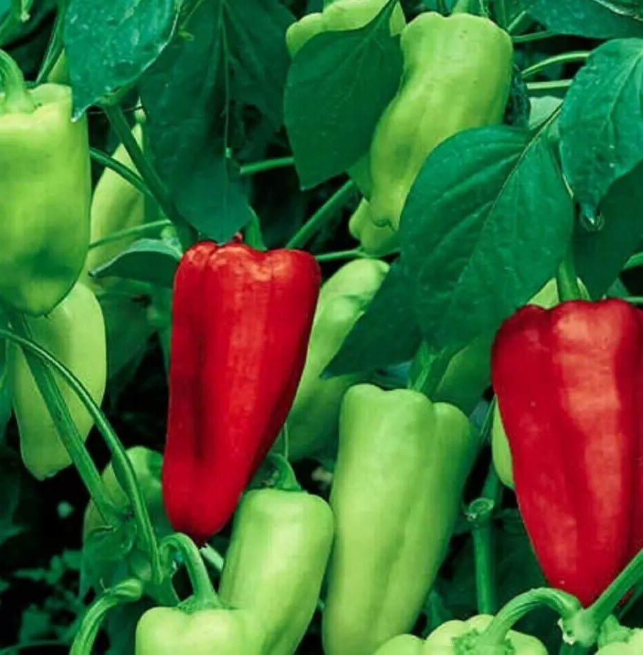 Sweet Pepperoncini Seeds 30+ Heirloom Organic Non-GMO Capsicum Annuum for Container Gardening