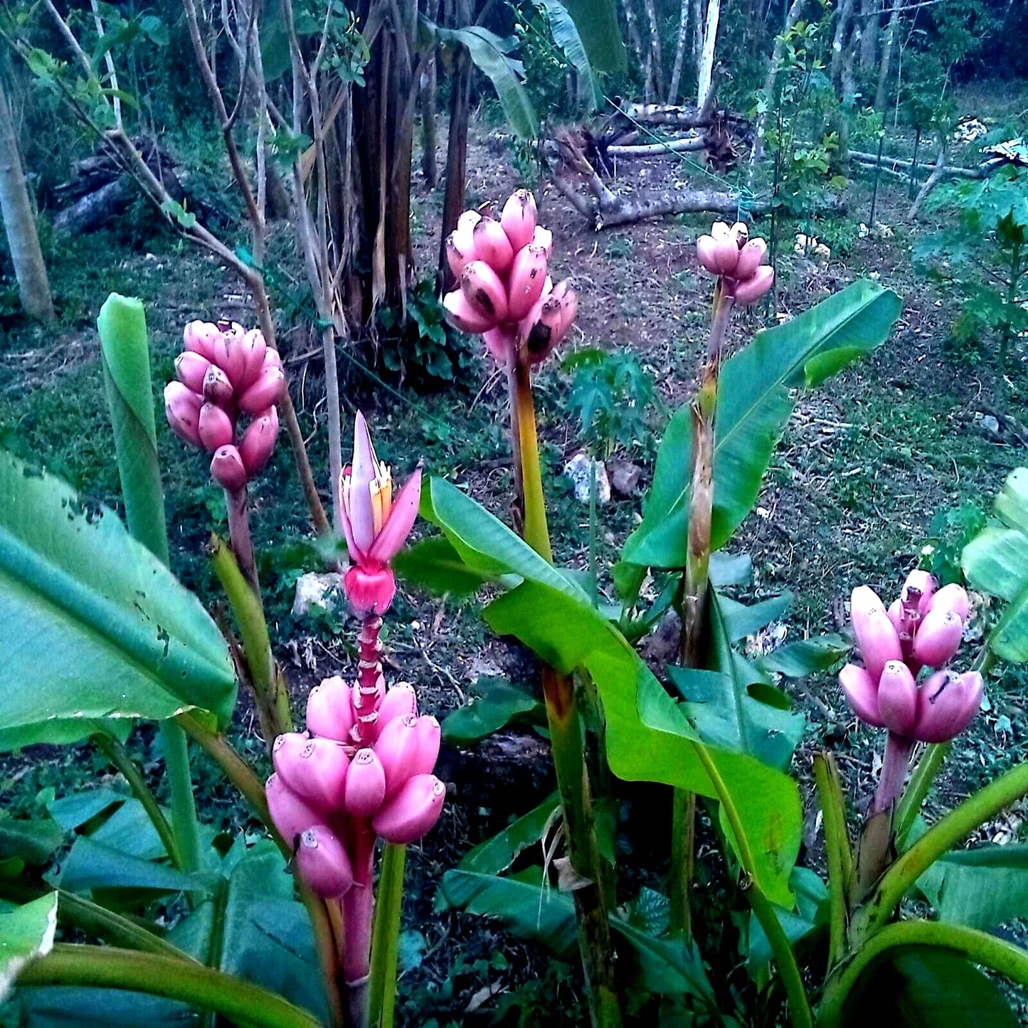 Pink Dwarf Banana Tree Seeds - Musa velutina, Rare, Fast Growing, Hardy Zone 7b, Compact Perennial Fruit Plant, 10 Pack