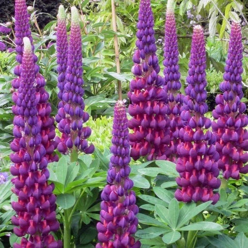 Masterpiece Lupine Seeds - Perennial Flower Seeds for Borders & Wildflower Gardens - Lupinus polyphyllus - US Seller